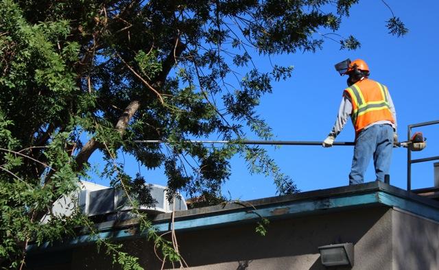 Hazardous tree gets removed