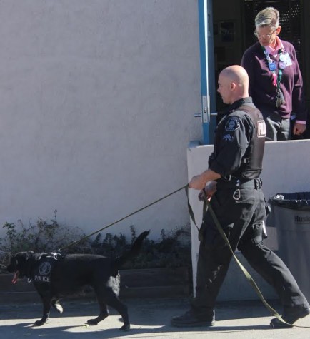 Police dog Meeko sniffs out bushes during an inspection. 