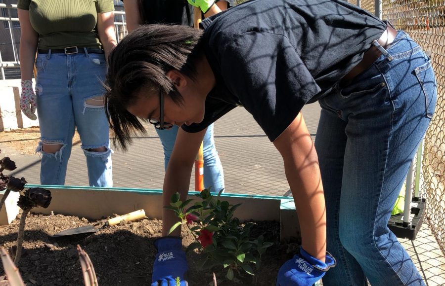 Freshman Naamah Silcott digs a space for flowers to be planted as part of Sparkle Saturday on Nov. 9.