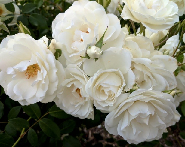 White roses represent eternal love in its purest form. White, being the purest color represents innocence, purity and beauty.