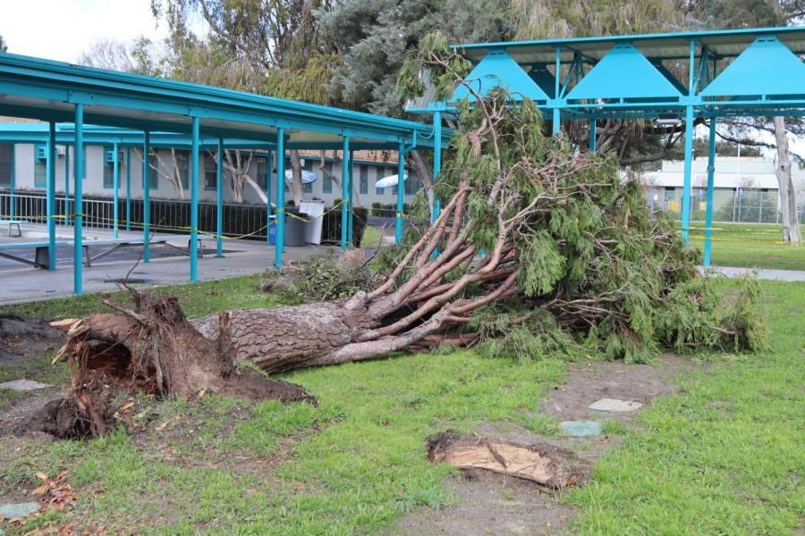 During extreme rainfall on Saturday, Feb. 26. one of Daniel Pearl Magnet High Schools trees fell over in the grove. The MPR located behind the tree wasnt struck by the collapse. 