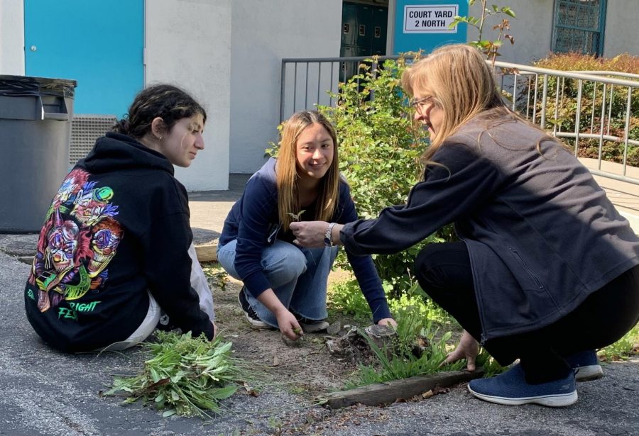 Juniors Natalya Lembo and Alejandra Iniguez remove weeds with School Climate Advocate Magaly Ruiz on April 15 during a campus beautification event organized by Volunteer for Our Sphere. The event was the club’s first organized activity since the group’s formation earlier this school year.